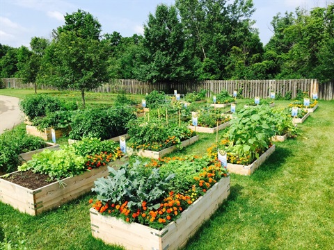 Community Garden